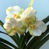ВАНДА (VANDA Krienkrai Yellow xRasri Gold No.273) 